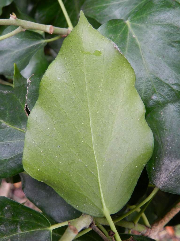 Hedera sp.da identificare